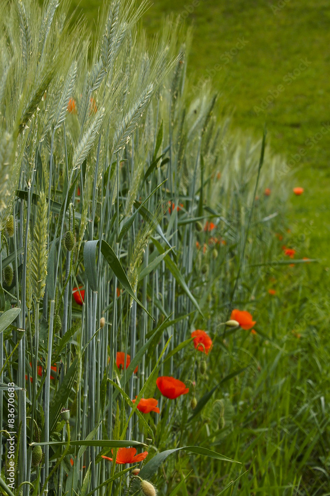 Mohn im Ährenfeld