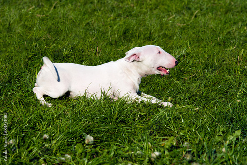 Bull Terrier seats on the grass of the park.