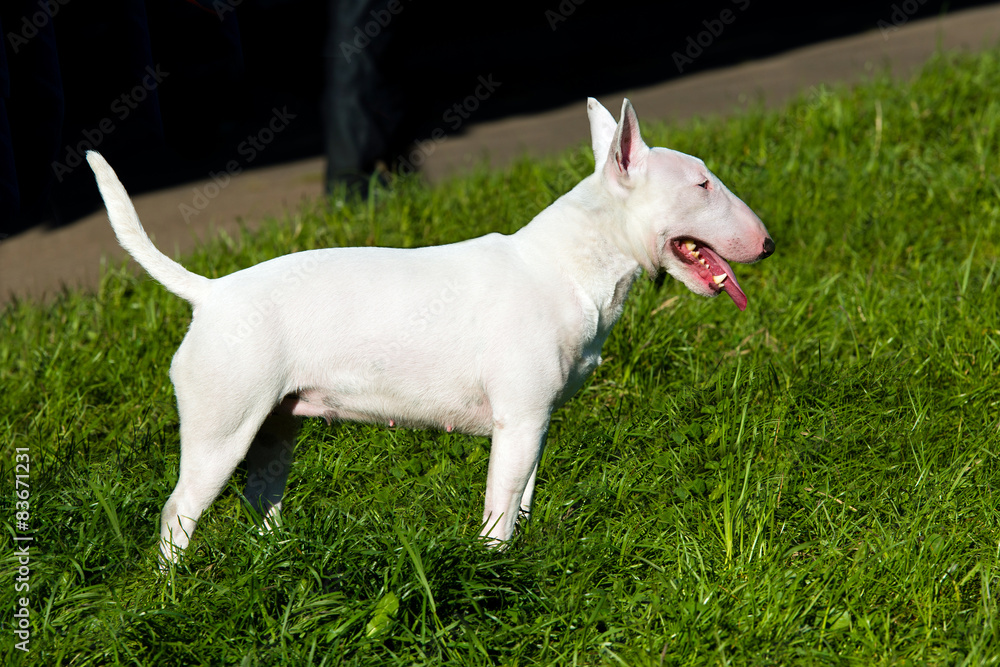 Bull Terrier stands on the grass of the park. Bull Terrier stands on the grass of the park.