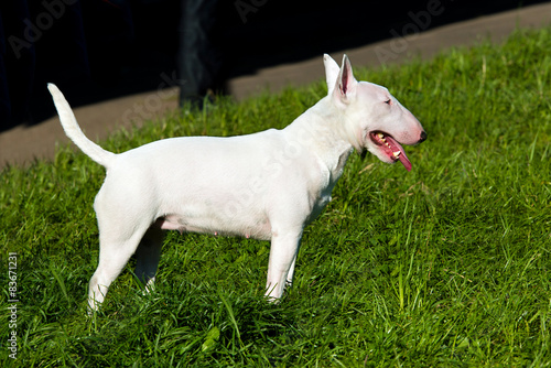 Bull Terrier stands on the grass of the park.