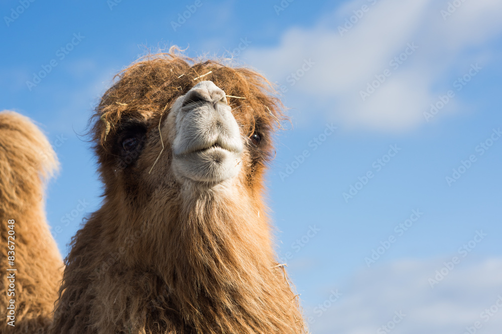 Close up of camel with hump visible against sky