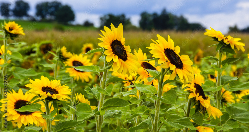 Sonnenblumen im Feld