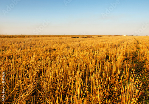 The rice filed after harvested