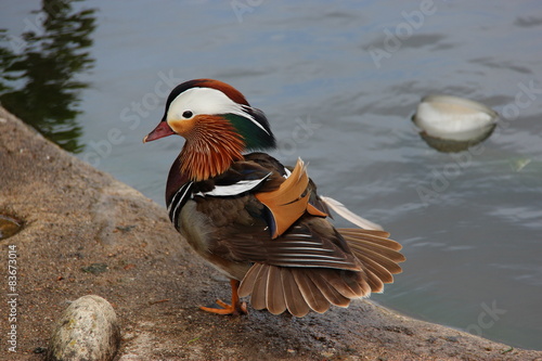 Canard mandarin