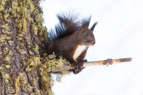 red squirrel on the snow