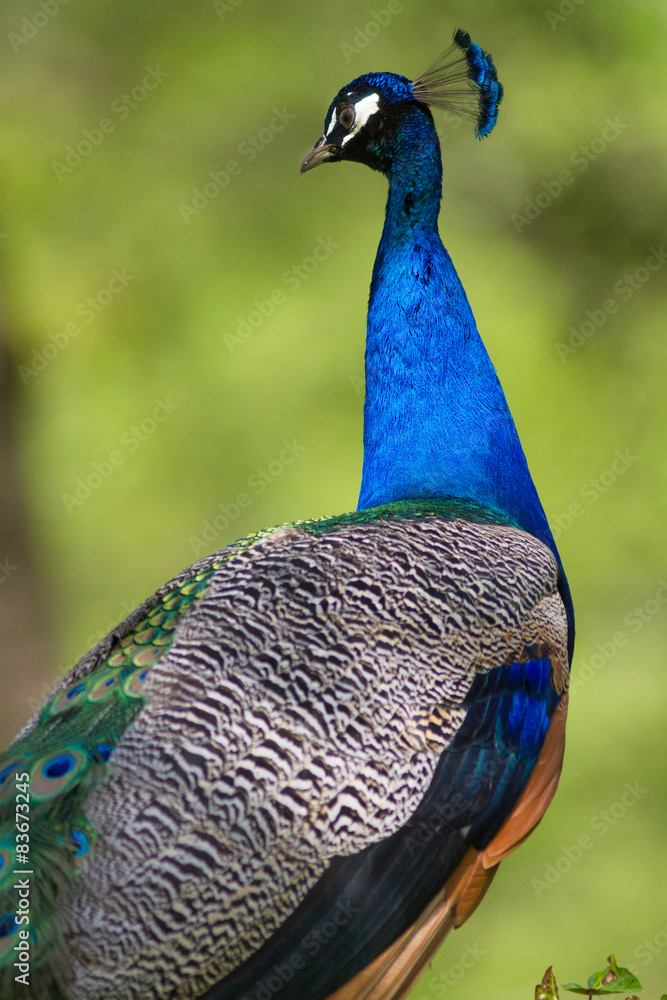 Fototapeta premium Portrait of male peacock