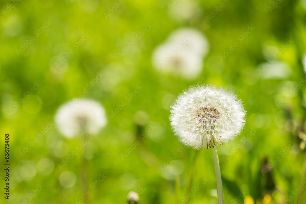 white dandelion on green grass blur background white dandelion on green grass blur background