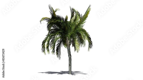 Queen palm tree - isolated on white background