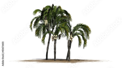 Queen palm tree cluster - isolated on white background