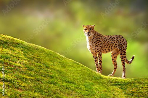Cheetah on a Hill