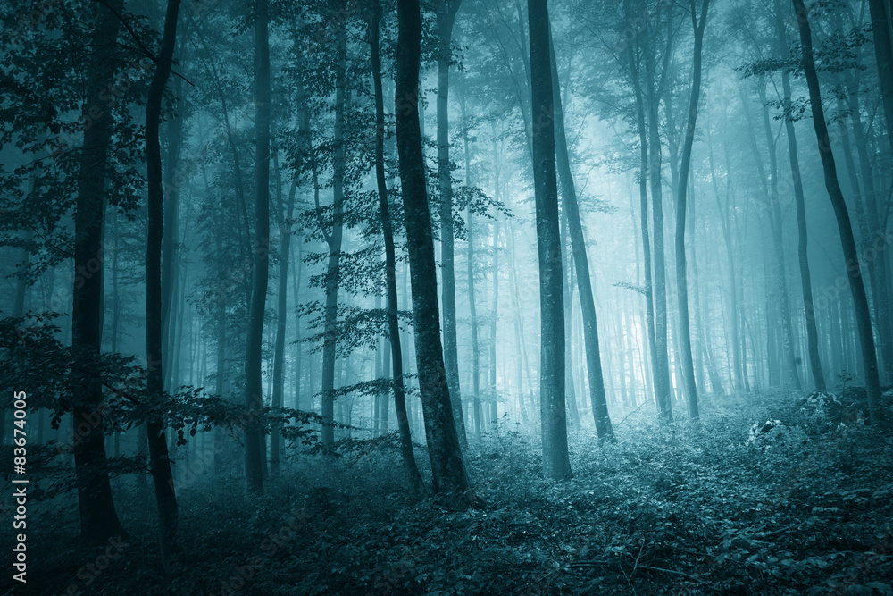 Dreamy mystic blue color foggy forest