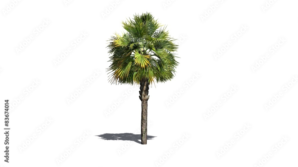 Obraz premium Palmetto palm tree - isolated on white background
