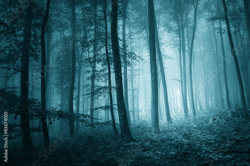 Fototapeta Naklejka Na Ścianę i Meble -  Dreamy mystic blue color foggy forest