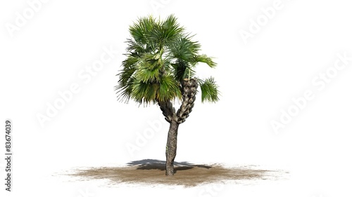 Palmetto palm tree - isolated on white background