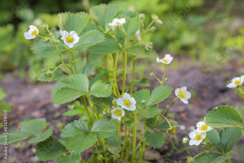 Strawberry plant blosoming photo