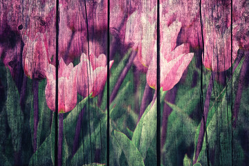 Grunge conceptual purple color flower tulips