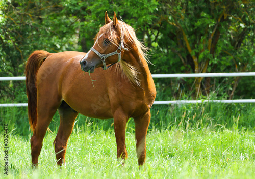 Arabian horse on the pasture