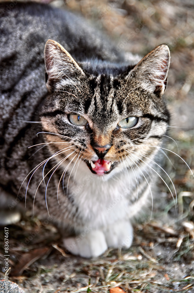 cat crying and meowing cat crying and meowing