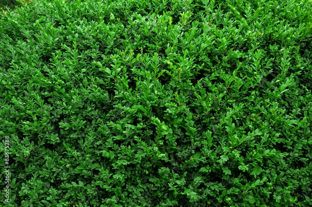 Abstract Nature Background of a Garden Hedge