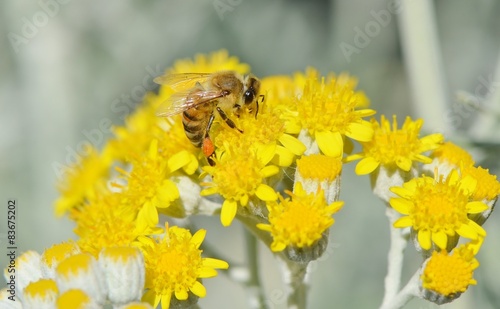 Honey Bee on a Yellow Flower, Nature Abstract © oralz