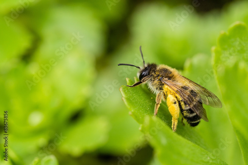 Bee in Green