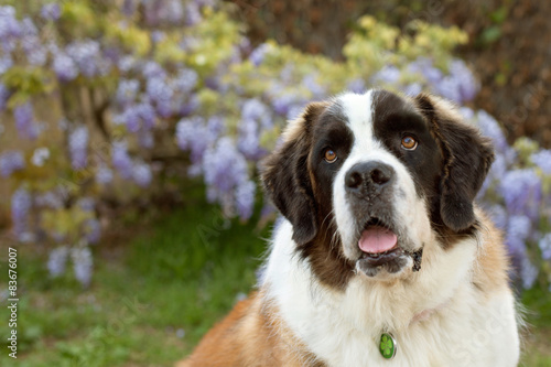 Saint Bernard puppy dog 