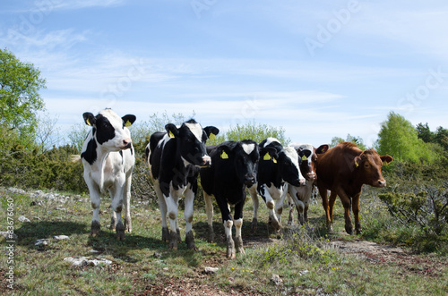 Looking cattle