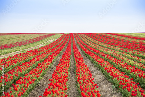 Tulpen