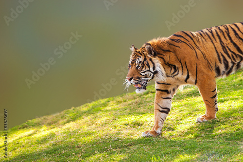 Sumatran Tiger on Hill Closeup