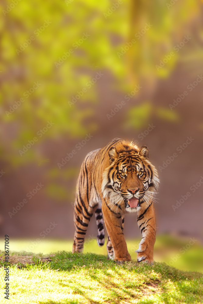 Fototapeta premium Sumatran Tiger Walking Forward