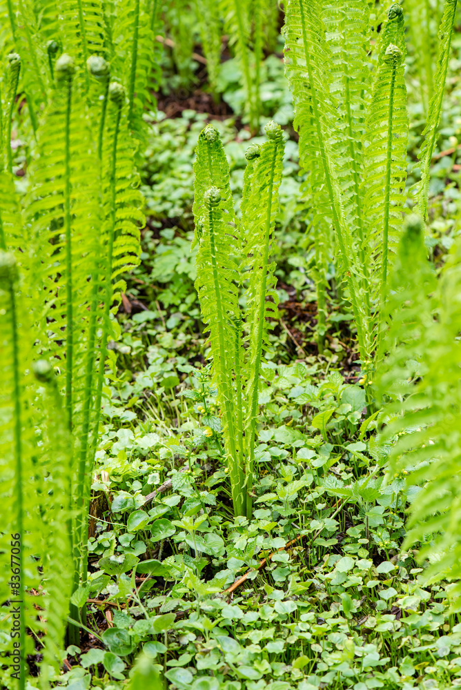spring ferns on green background spring ferns on green background