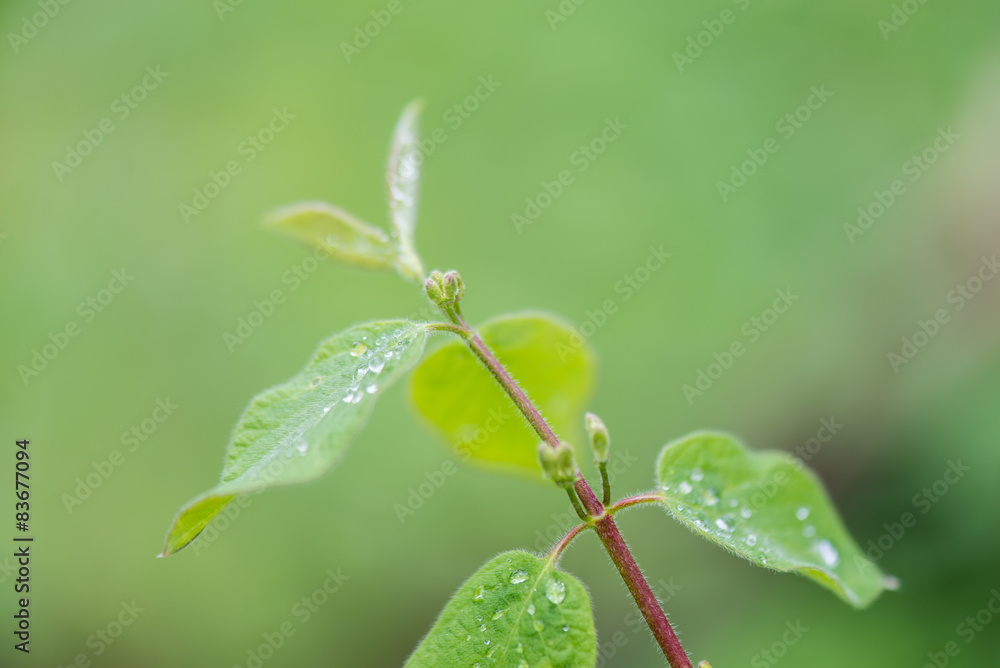 young spring leaves on green background young spring leaves on green background