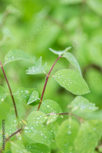 young spring leaves on green background