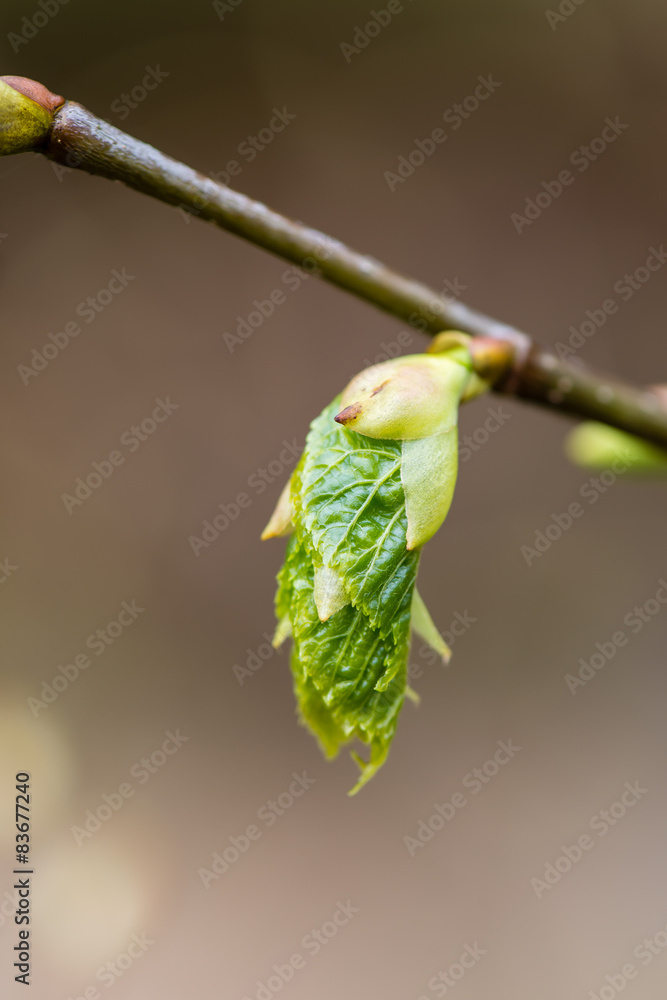young tree blossoms on green background young tree blossoms on green background