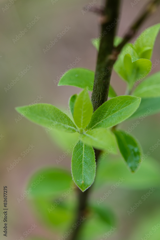 young spring leaves on green background young spring leaves on green background