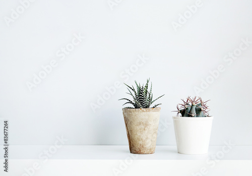 succulent and cactus in the pot. Scandinavian white interior