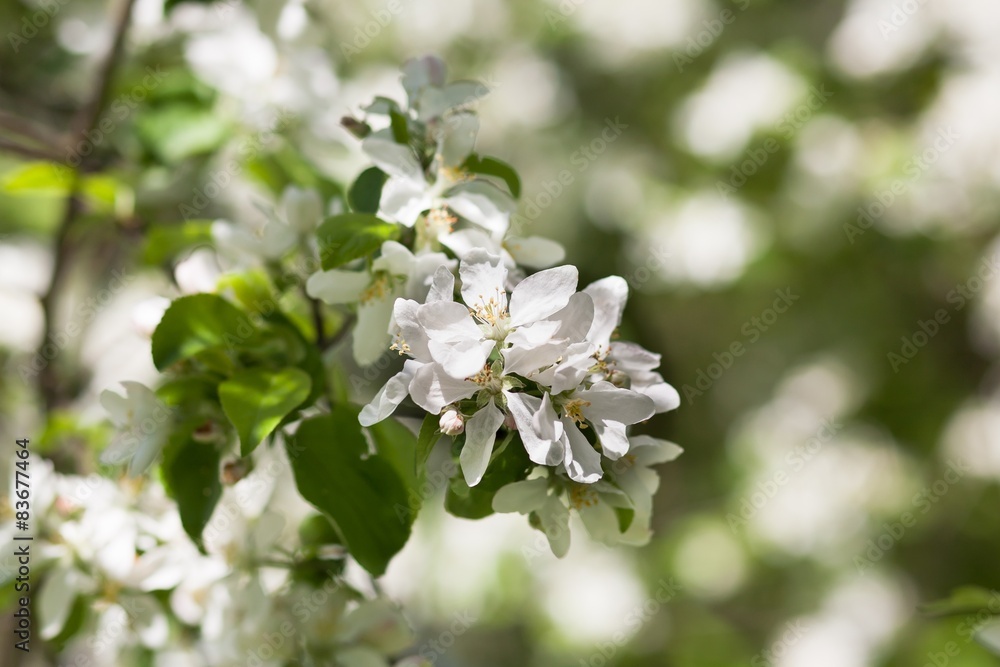 Apple blossom tree Apple blossom tree