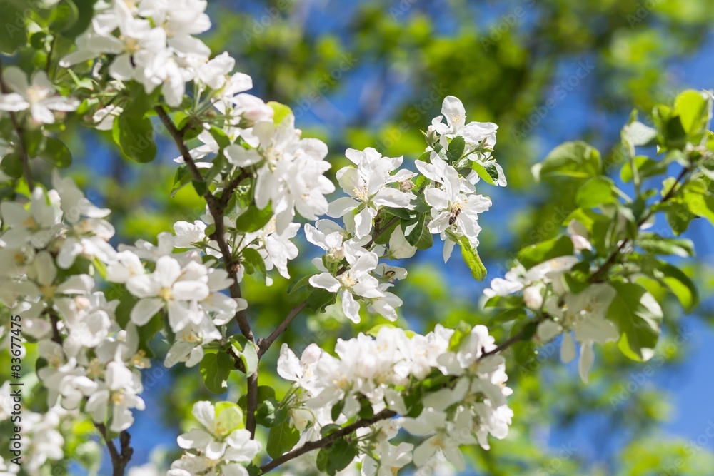 Pear blossom tree
