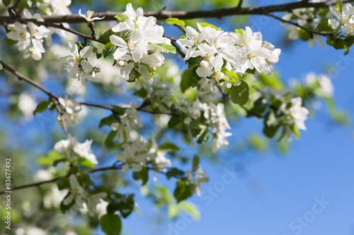 Pear blossom tree © voynarovskaya