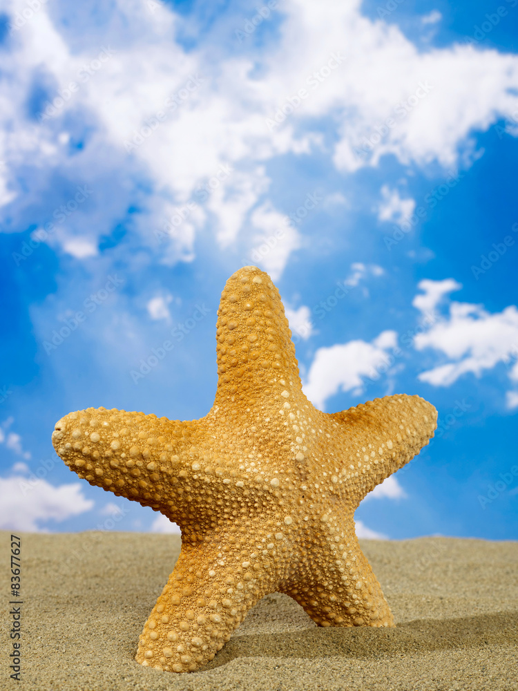 Starfish in the sun Starfish in the sun
