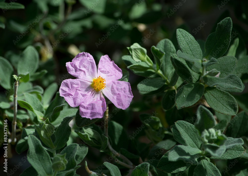 Pink rock rose (Cistus) growing wild around the Mediterranean. Pink rock rose (Cistus) growing wild around the Mediterranean.