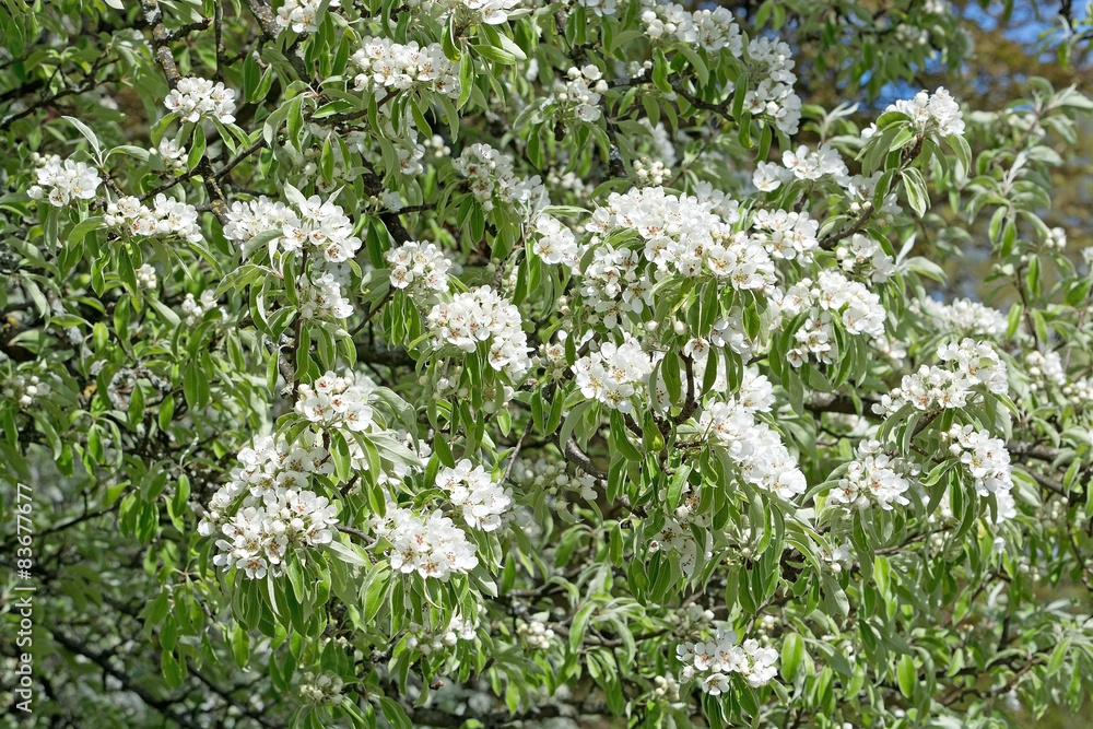 Cherry tree with white flowers in spring, full frame.