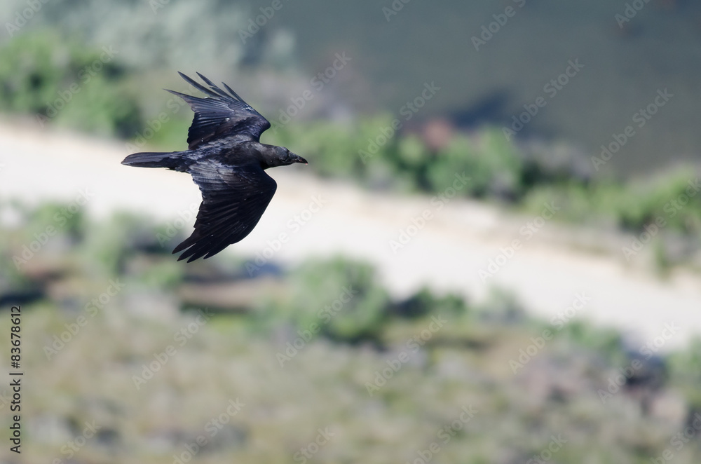 Fototapeta premium Common Raven in Flight Seen from Above