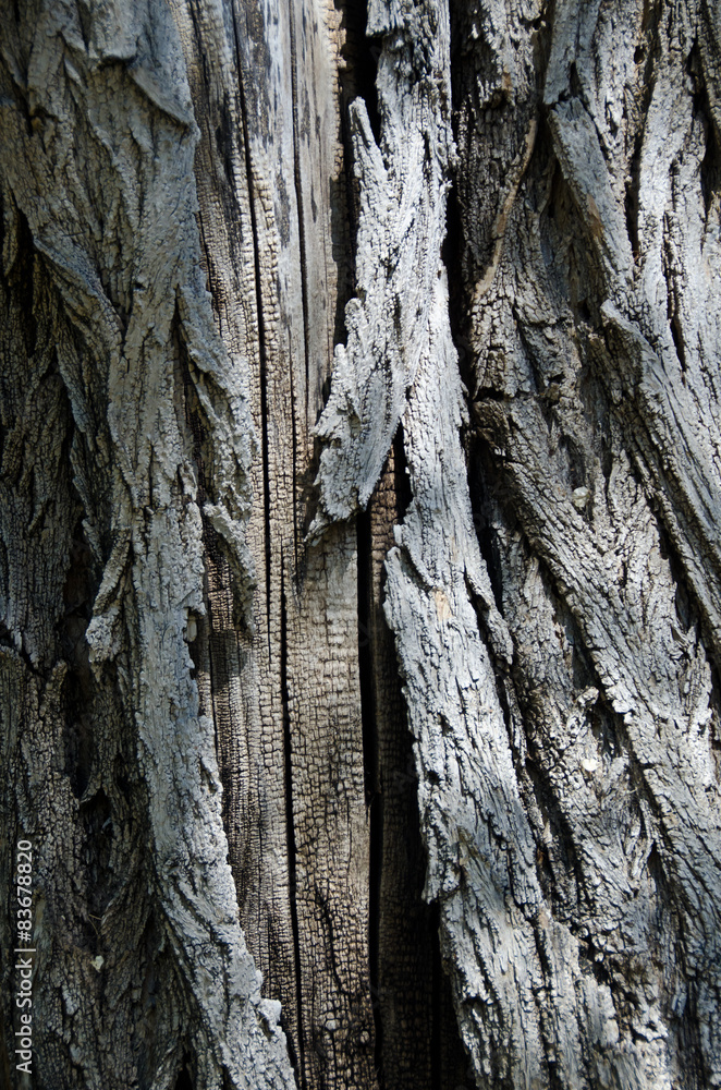 Nature Abstract: Textured Tree Bark Background Nature Abstract: Textured Tree Bark Background