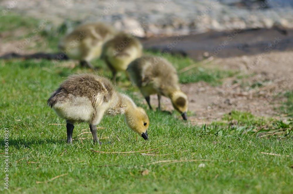 Adorable Little Gosling Looking for Food in the Green Grass Adorable Little Gosling Looking for Food in the Green Grass