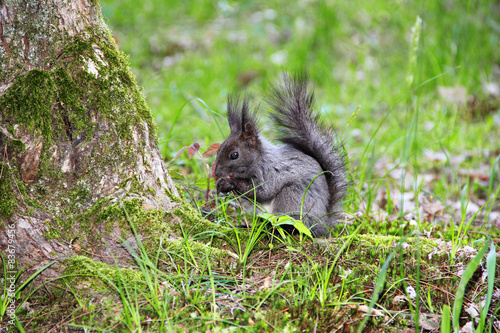 squirrel standing on the ground on his hind legs photo