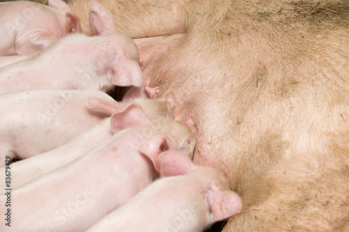 Little piglets suckling their mother