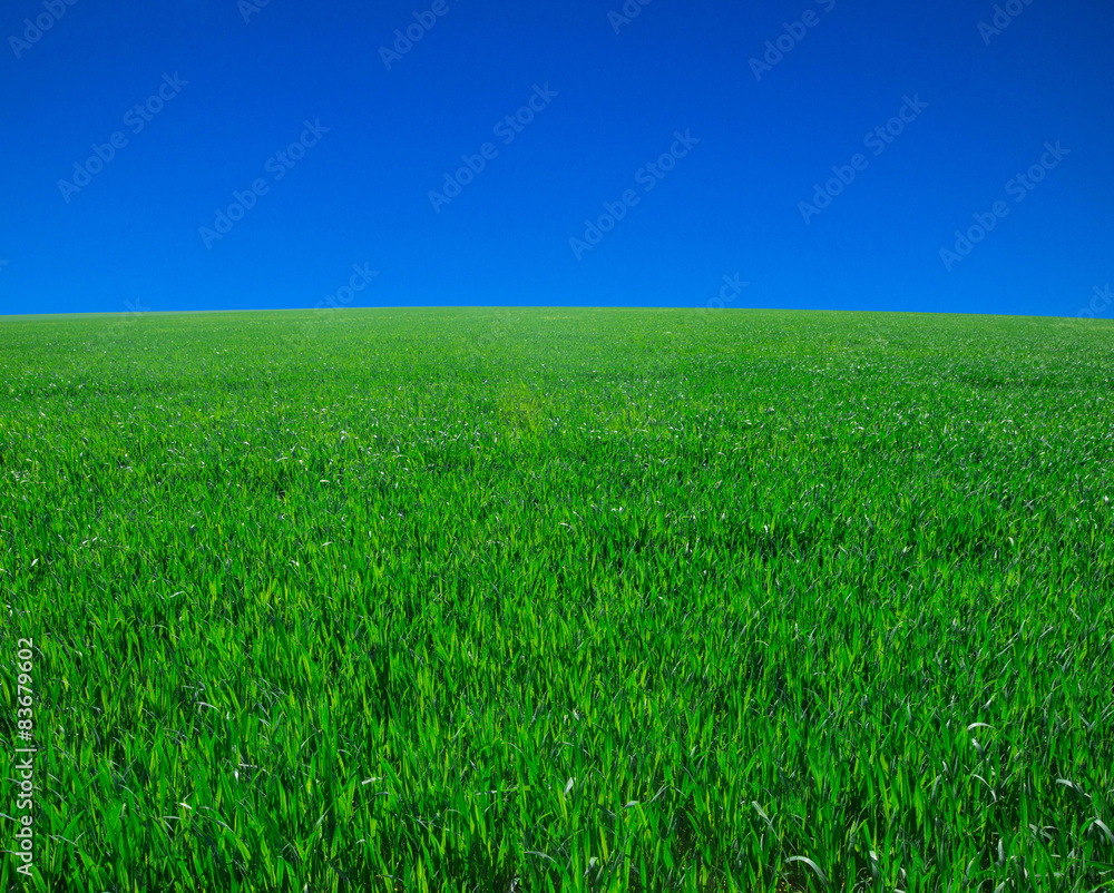 Obraz premium field