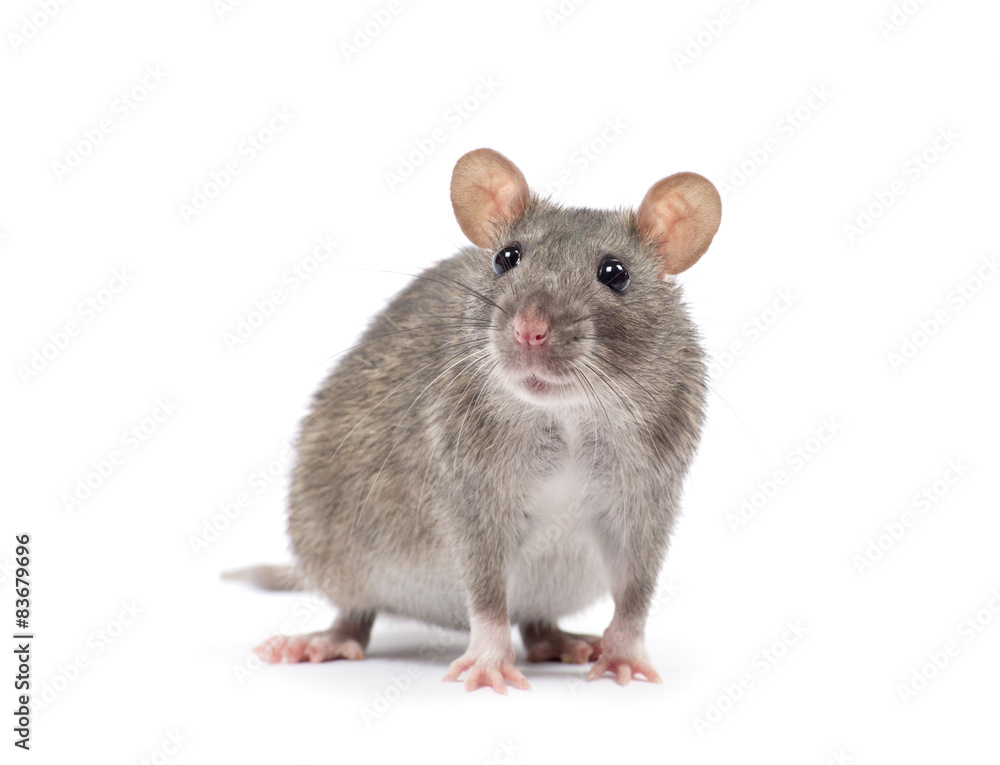 rat rat