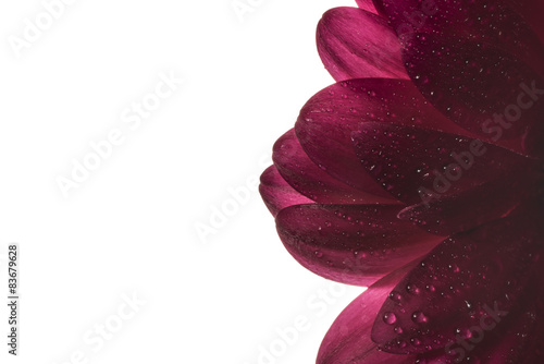 Fototapeta Naklejka Na Ścianę i Meble -  High Daisy